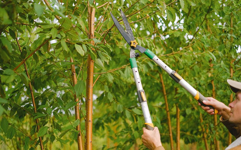 Tree trimming in Cottage Grove, OR